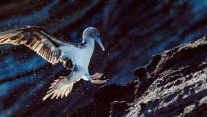 Beautiful bird seen on Santiago island, Galápagos Islands, Ecuador