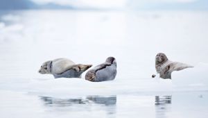 Sea Lion in Seward Alaska