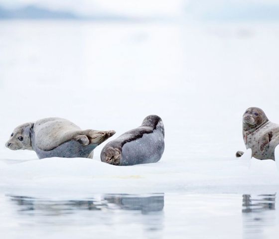Sea Lion in Seward Alaska