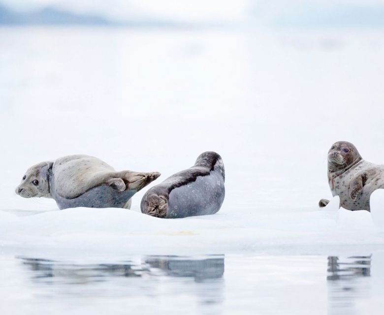 Sea Lion in Seward Alaska