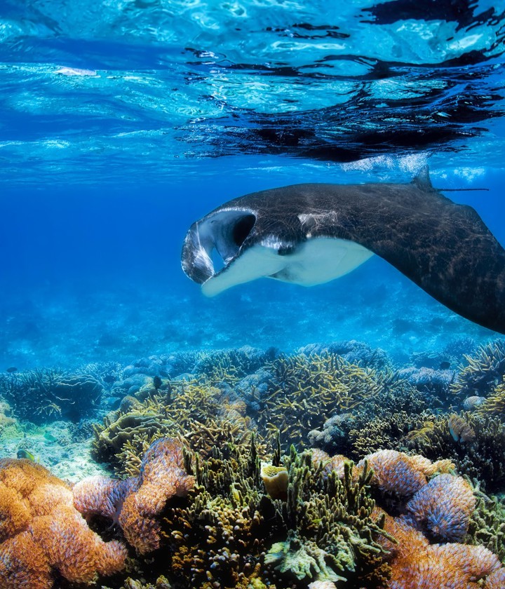 Manta Ray - Tourism FIji - Credit Awesome Adventures