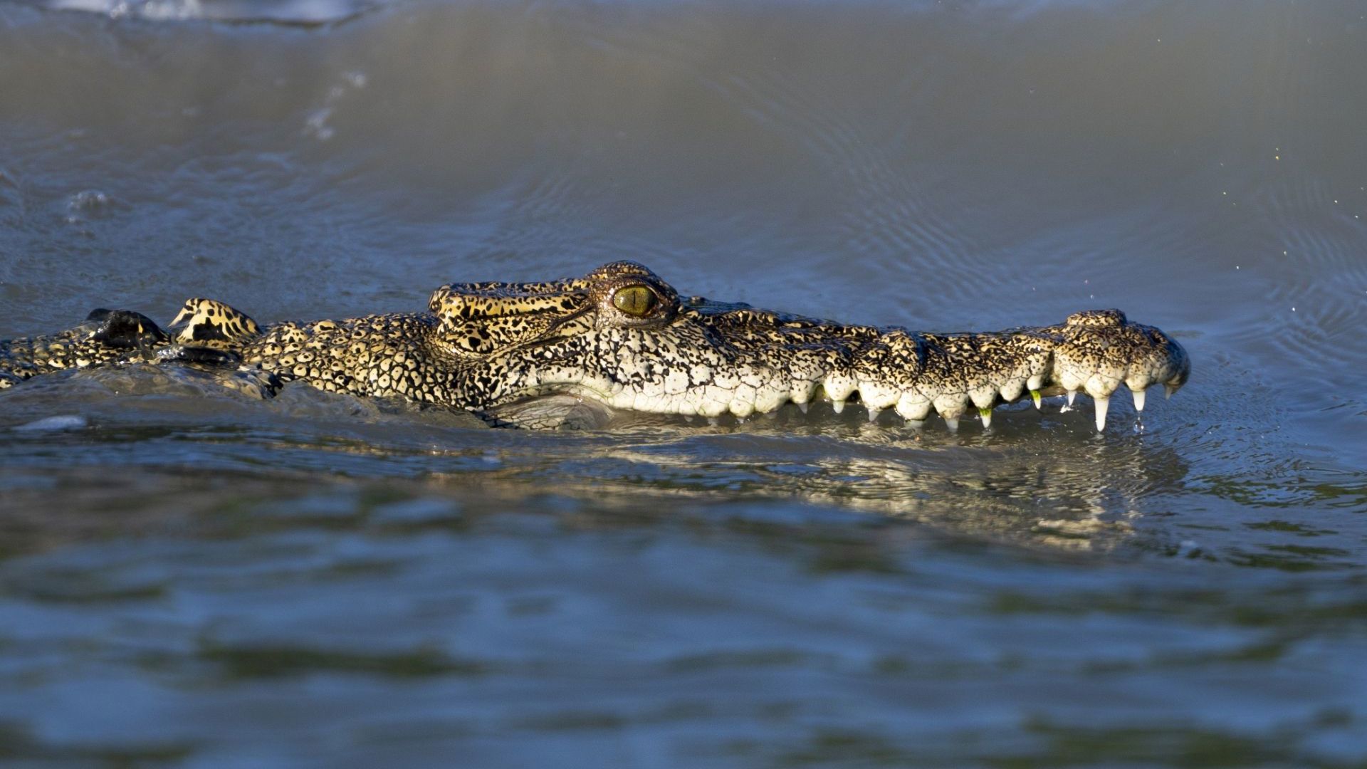 Kimberley's Crocodile