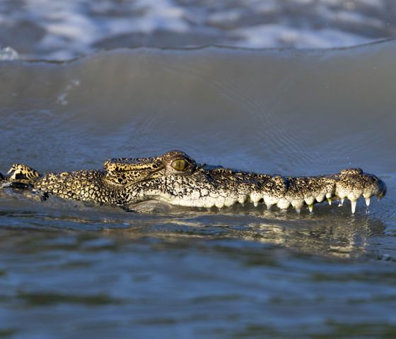 Kimberley's Crocodile