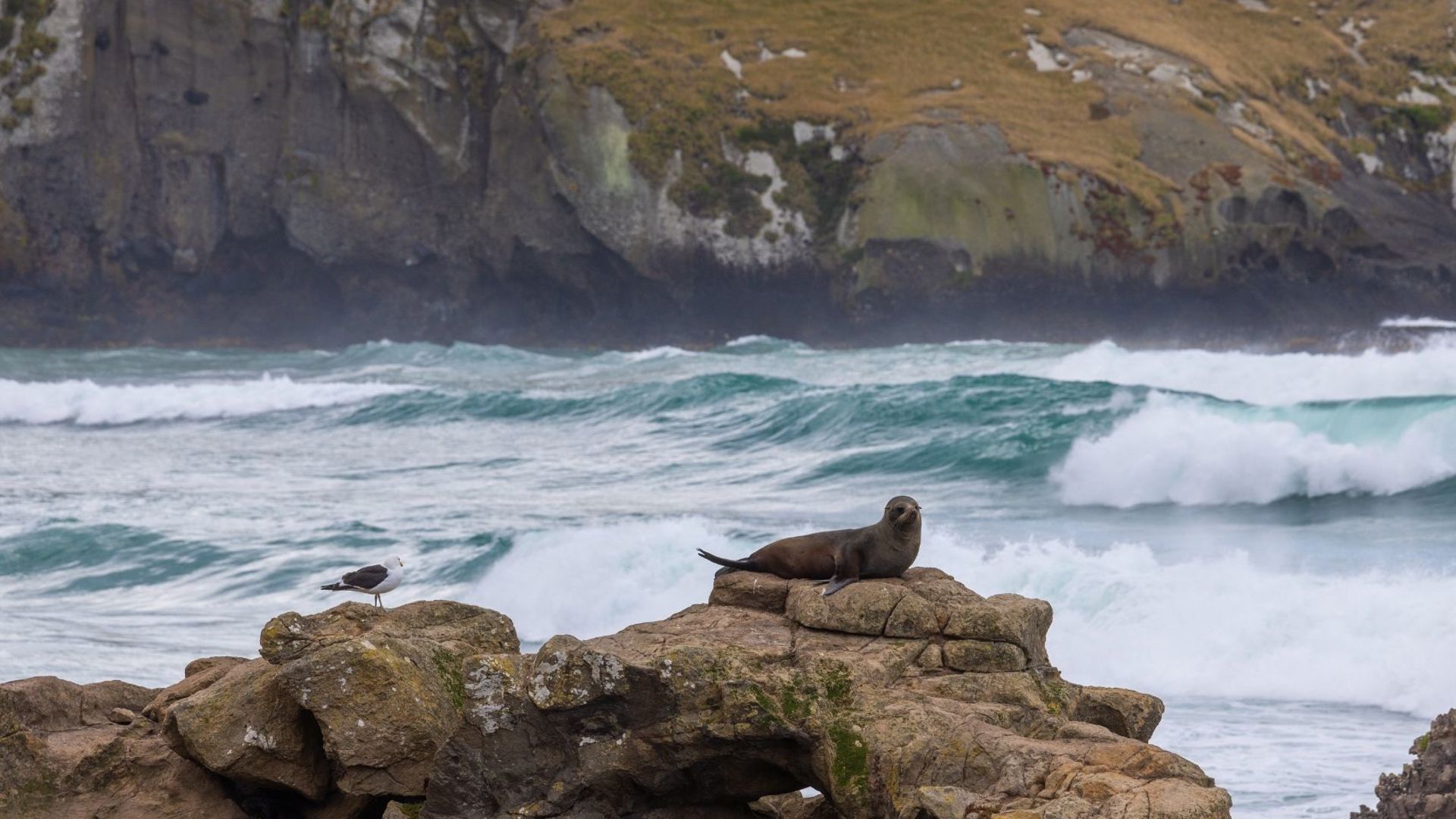 Australia and New Zealand, Dunedin, Sea lion, Wildlife, Animal