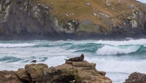 Australia and New Zealand, Dunedin, Sea lion, Wildlife, Animal
