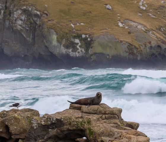 Australia and New Zealand, Dunedin, Sea lion, Wildlife, Animal