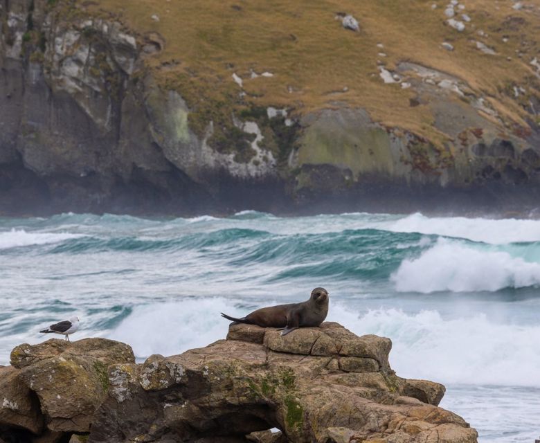 Australia and New Zealand, Dunedin, Sea lion, Wildlife, Animal