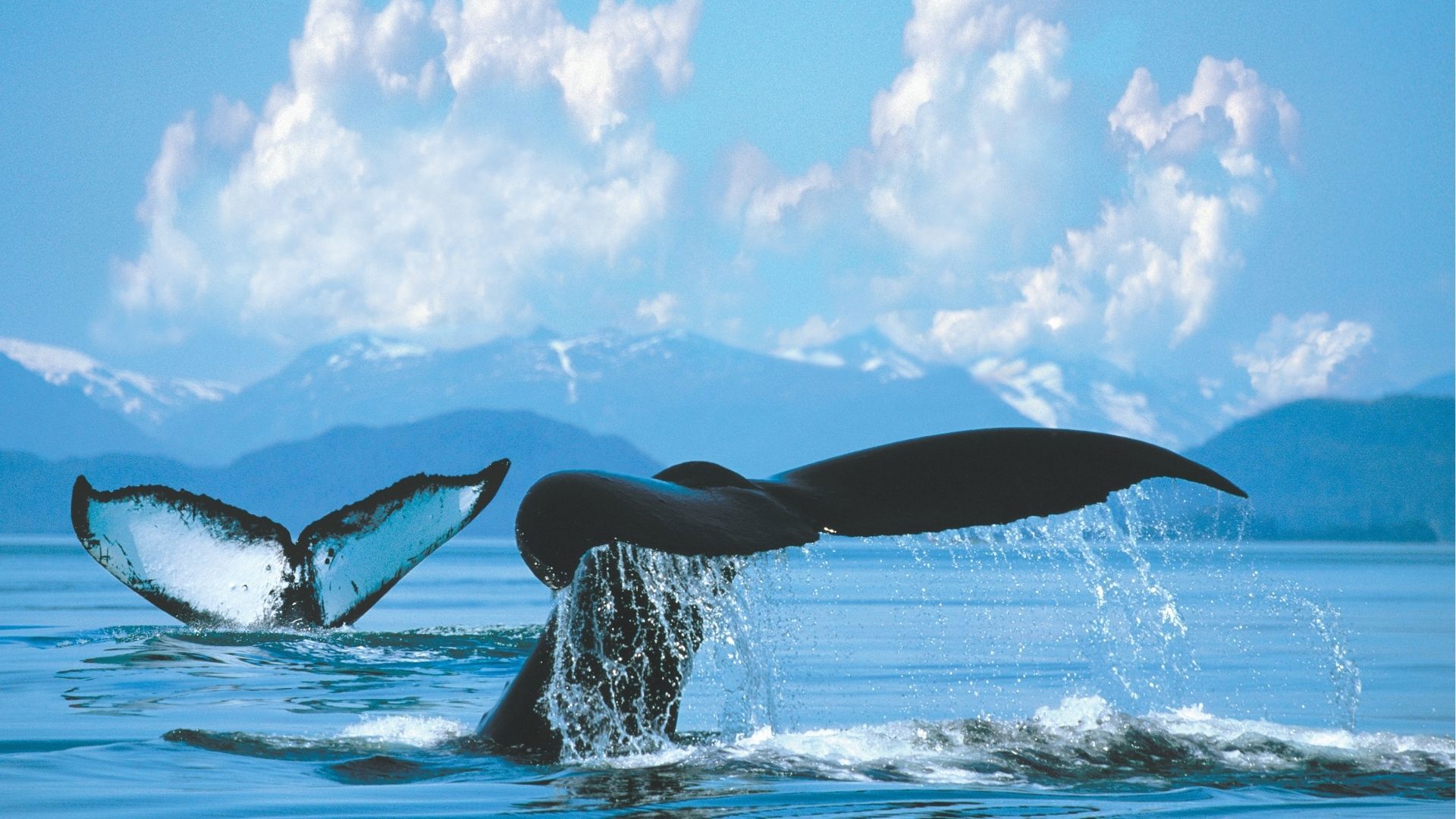 Alaska Glaciers with whales