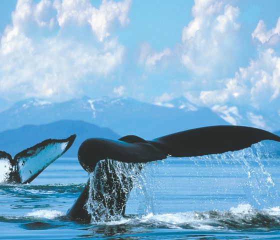 Whales in Alaska