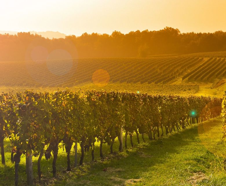 Bordeaux Vineyard