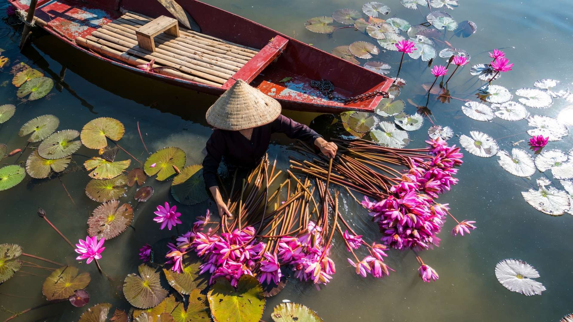 Vietnam Boat Waterlillies