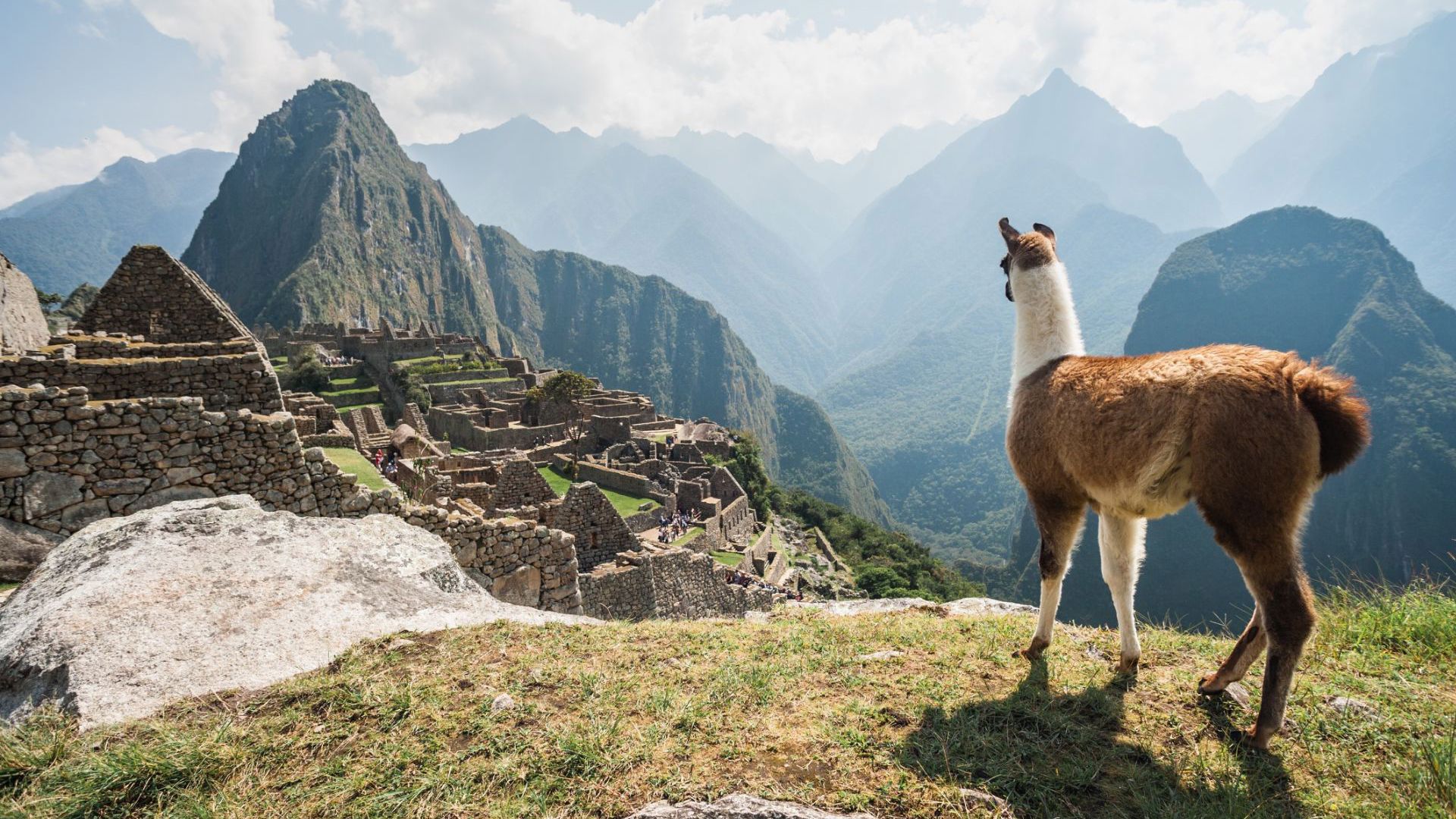 A llama overlooking Machu Picchu. Image Credit: Getty