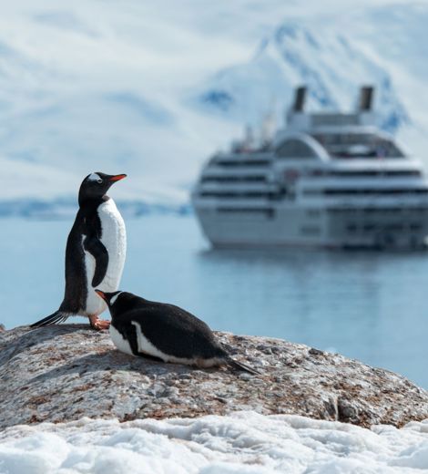 Penguins at Antarctic with Ponant Fleet