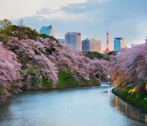 Sakura Blossom Garden Tokyo 