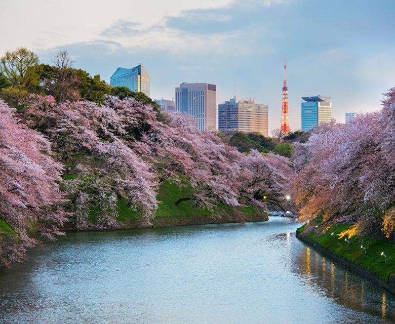 Asia Japan Tokyo Sakura Blossom Garden 