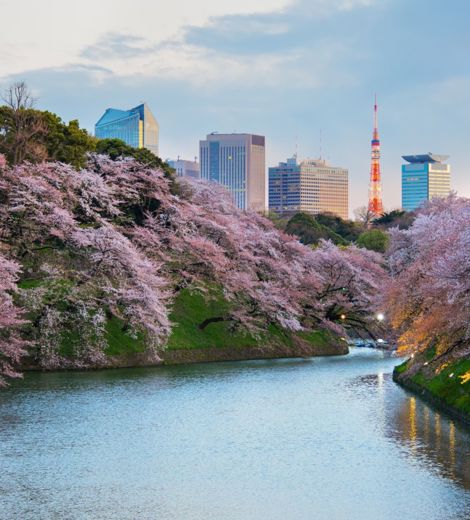 Sakura Blossom Garden Tokyo