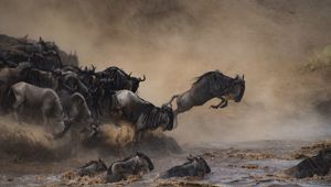 Abercrombie & Kent - Ultimate Great Migration (Shutterstock Images 711039019)