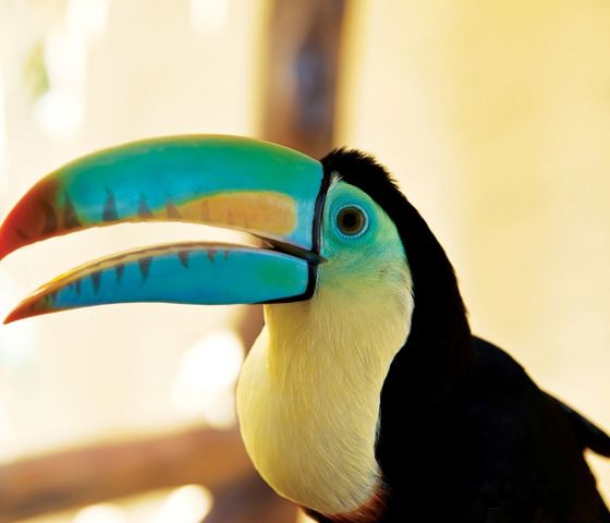 Toucan in Costa Rica
