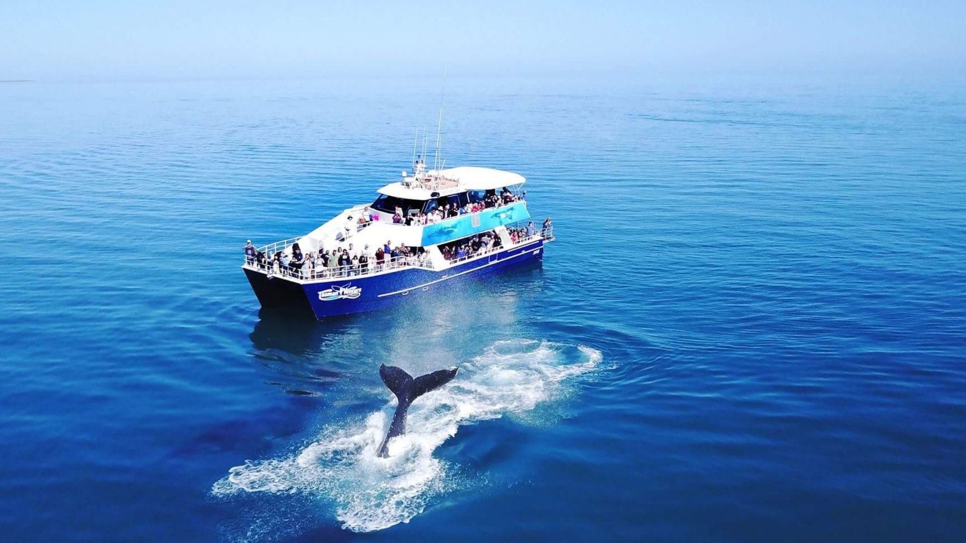 Tasman Venture - Whale Watching