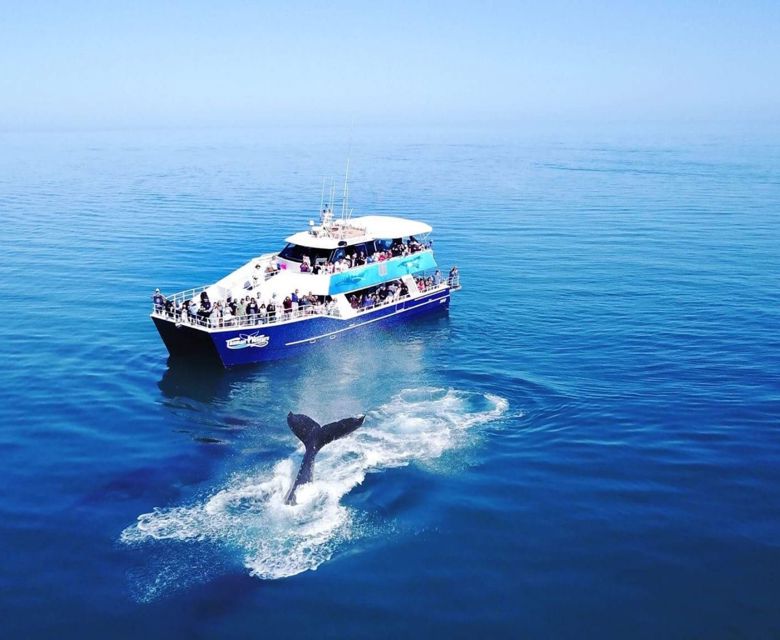Tasman Venture - Whale Watching