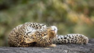 Viva Expeditions - South Africa Leopard