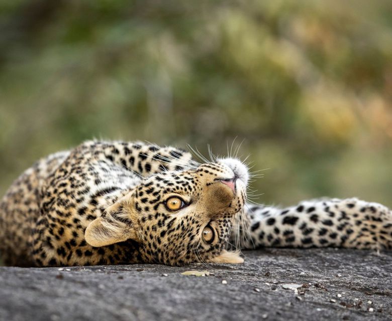 Viva Expeditions - South Africa Leopard