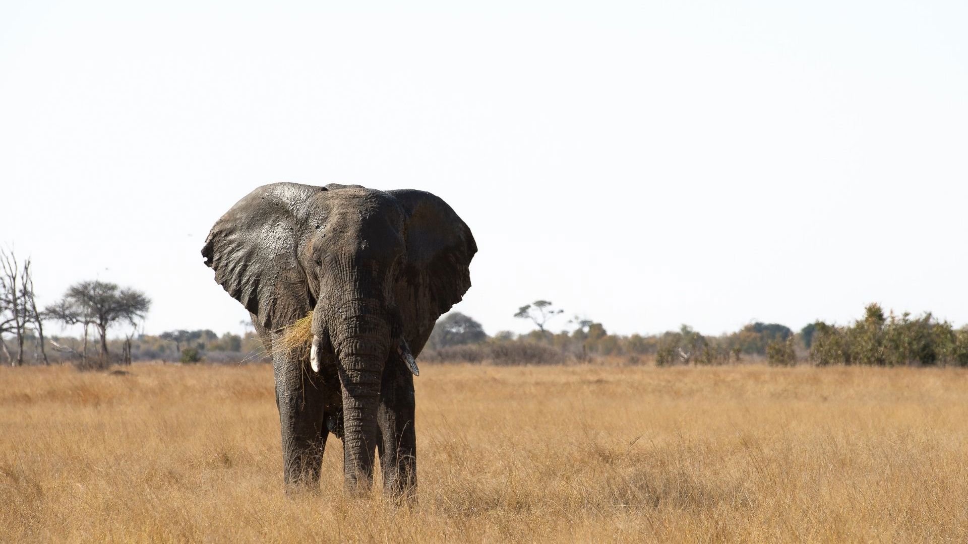 Elephant Hwange National Park Zimbabwe. Image credit: Bruce Taylor