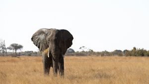 Elephant Hwange National Park Zimbabwe. Image credit: Bruce Taylor