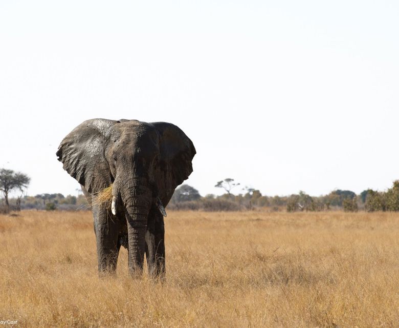 Elephant Hwange National Park Zimbabwe. Image credit: Bruce Taylor