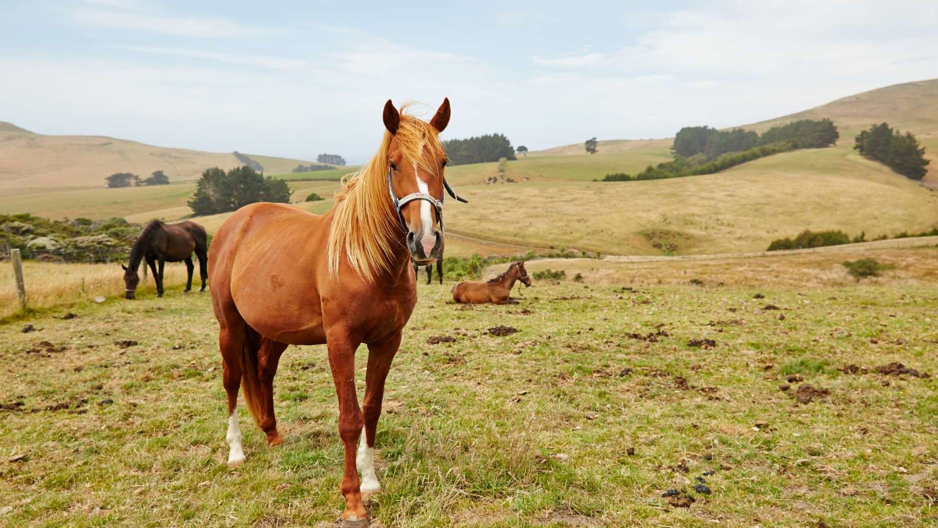 Dunedin, New Zealand