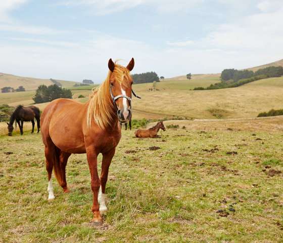 Dunedin, New Zealand