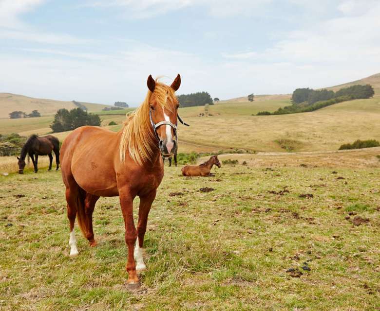 Dunedin, New Zealand