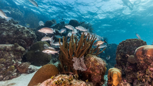 Marine Reserve Snorkeling Coral Fish, Roatan, Honduras