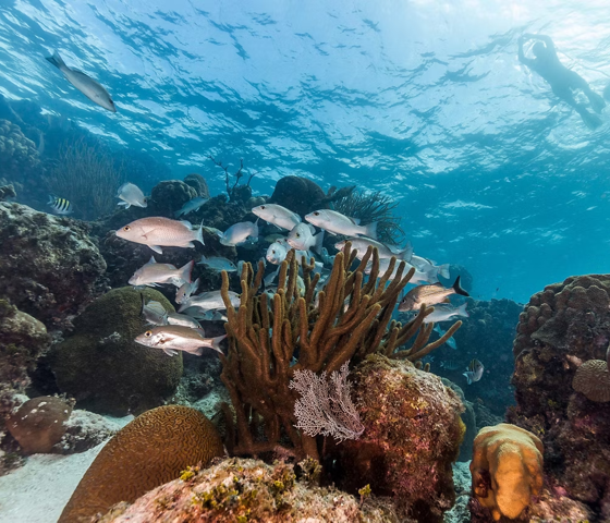 Marine Reserve Snorkeling Coral Fish, Roatan, Honduras