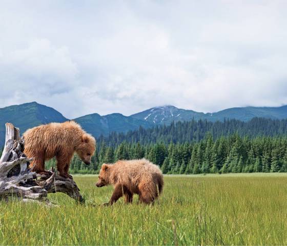 Alaskan Bears