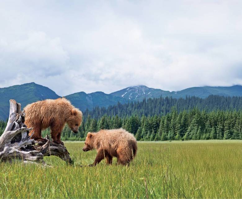 Alaskan Bears