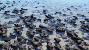 AAT Kings Monkey Mia Stromatolites Shark Bay World Heritage Area
