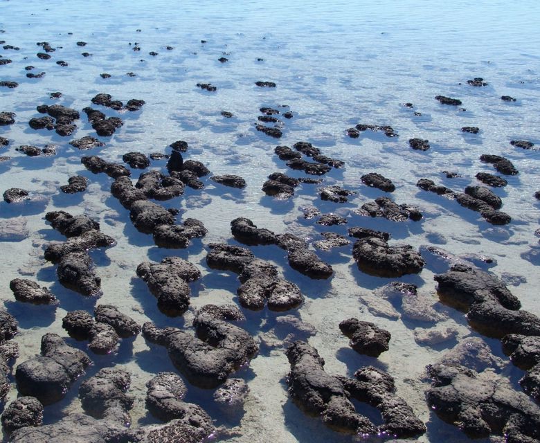 AAT Kings Monkey Mia Stromatolites Shark Bay World Heritage Area