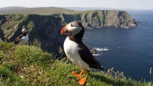 Puffins in Shetland Islands