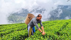 Nuwara Eliya, Sri Lanka with Total Holiday Options