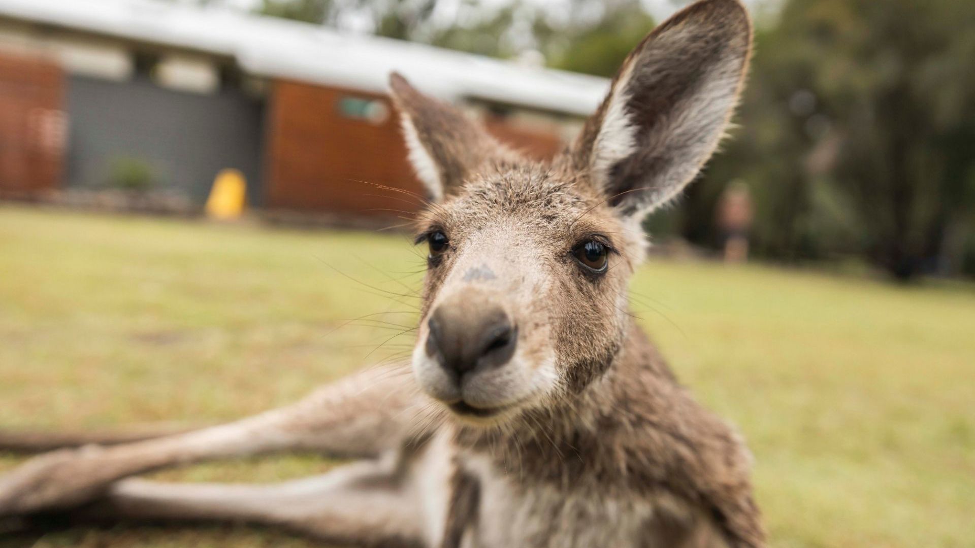 Capricorn Coast wildlife