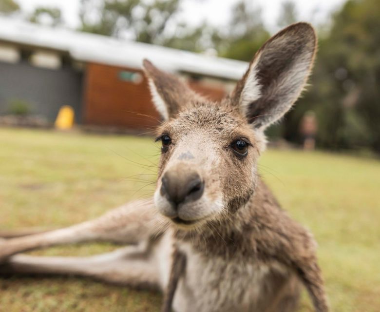 Capricorn Coast wildlife