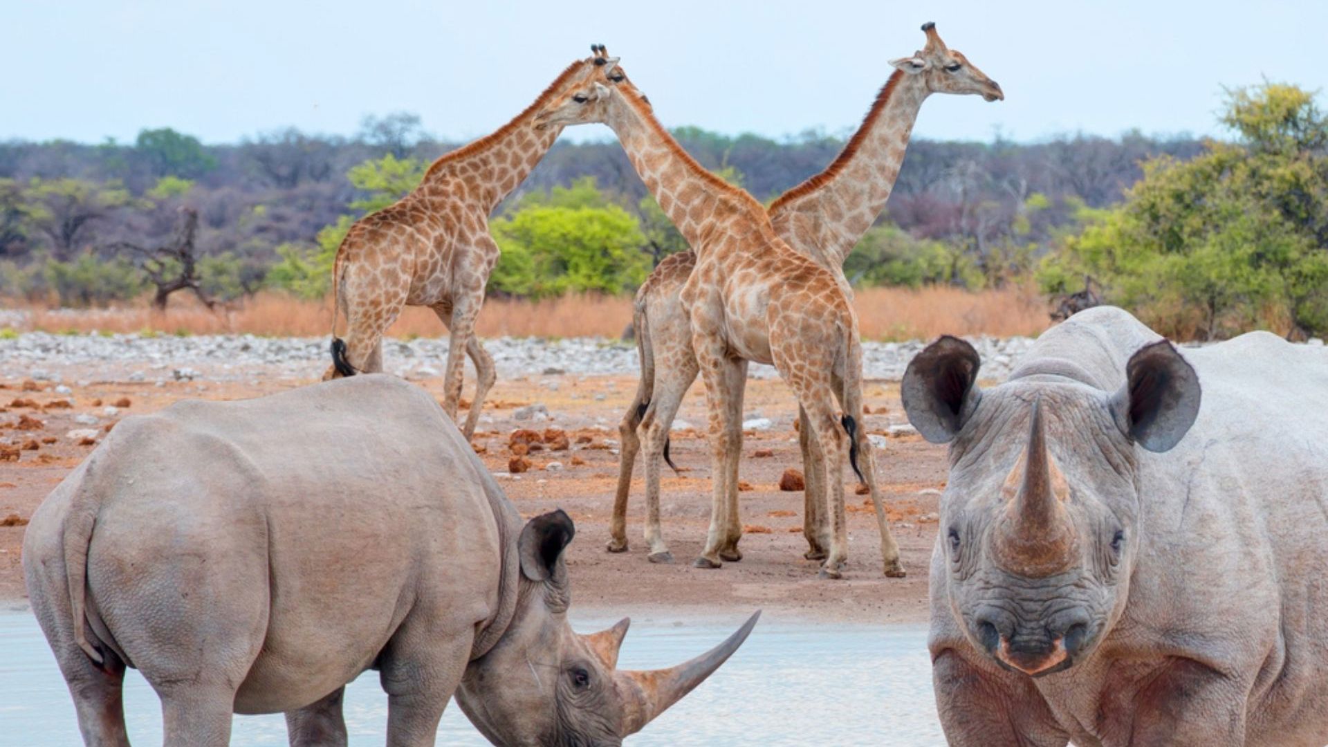 Etosha National Park, Namibia - Viva Expeditions