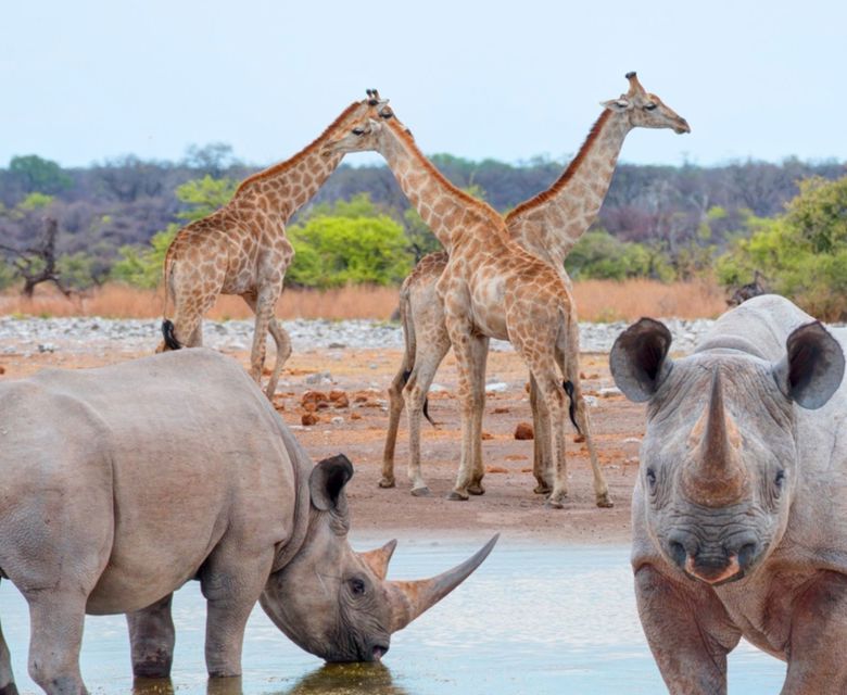 Etosha National Park, Namibia - Viva Expeditions