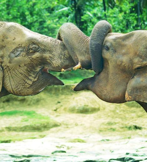 Two elephants