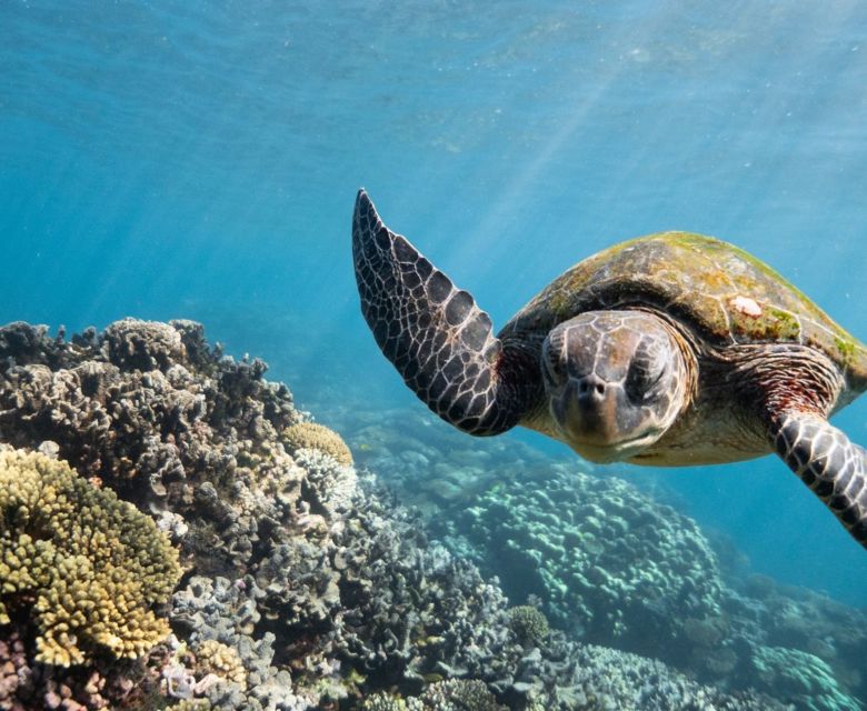 Green Sea Turtle