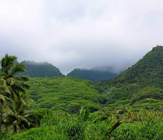 View of green bush