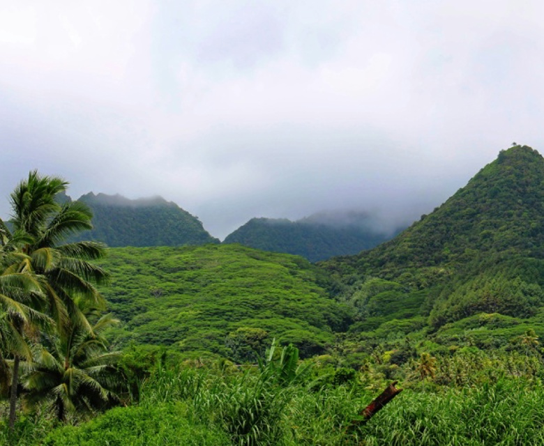 View of green bush