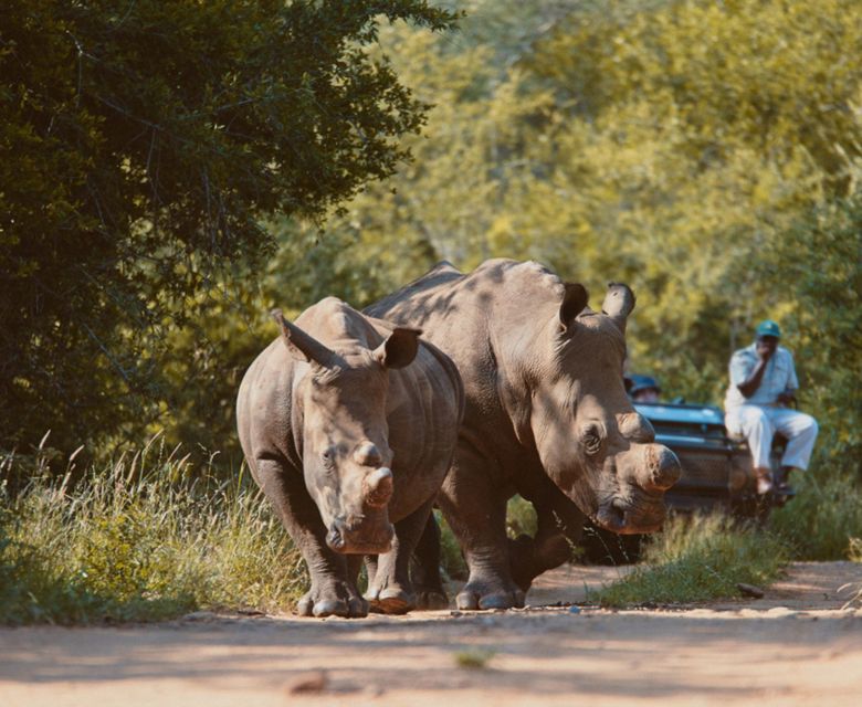 Rhinos - Viva Expeditions