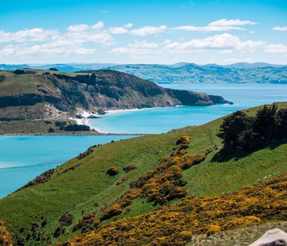 Mountain View - New Zealand